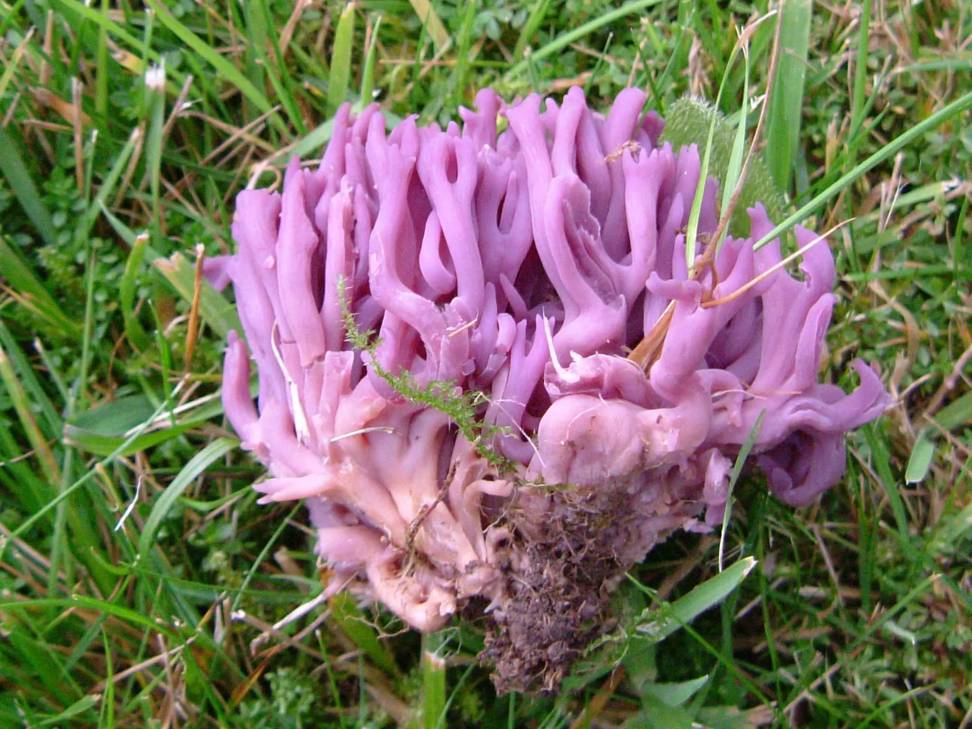 Violet Coral © Debbie Evans